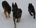 /album/our-dogs/our-dogs2-jpg/